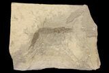 Mississipian Shrimp (Belotelson) - Bear Gulch Limestone, Montana #113198-1